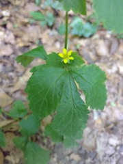 Geum