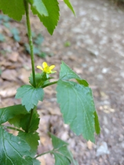 Geum