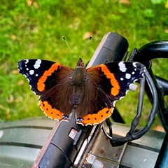Vanessa atalanta