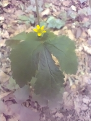 Geum