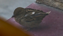 Passer domesticus balearoibericus