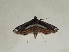 Agassiziella