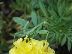 Hierodula transcaucasica