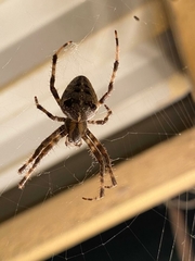 Araneus diadematus