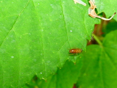 Phyllodromica maculata