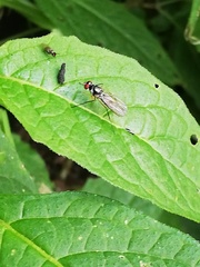 Tanypezidae