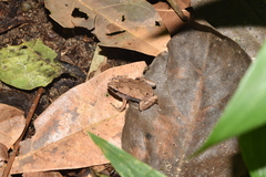 Hamptophryne boliviana