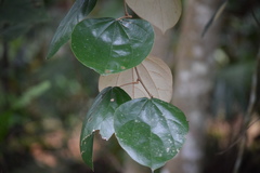 Coscinium fenestratum