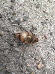 Amphimallon ruficorne