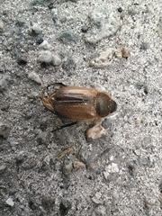 Amphimallon ruficorne