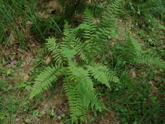 Coryphopteris simulata