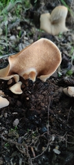 Fungi
