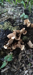 Fungi