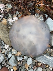 Rhizostomatoidea
