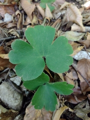 Hepatica transsilvanica