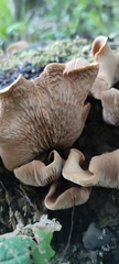 Fungi
