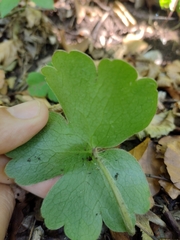 Hepatica transsilvanica
