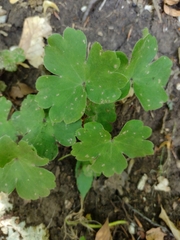 Hepatica transsilvanica
