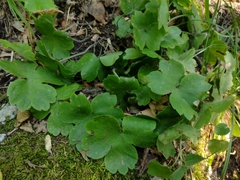 Hepatica transsilvanica