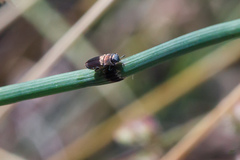 Anthaxia umbellatarum