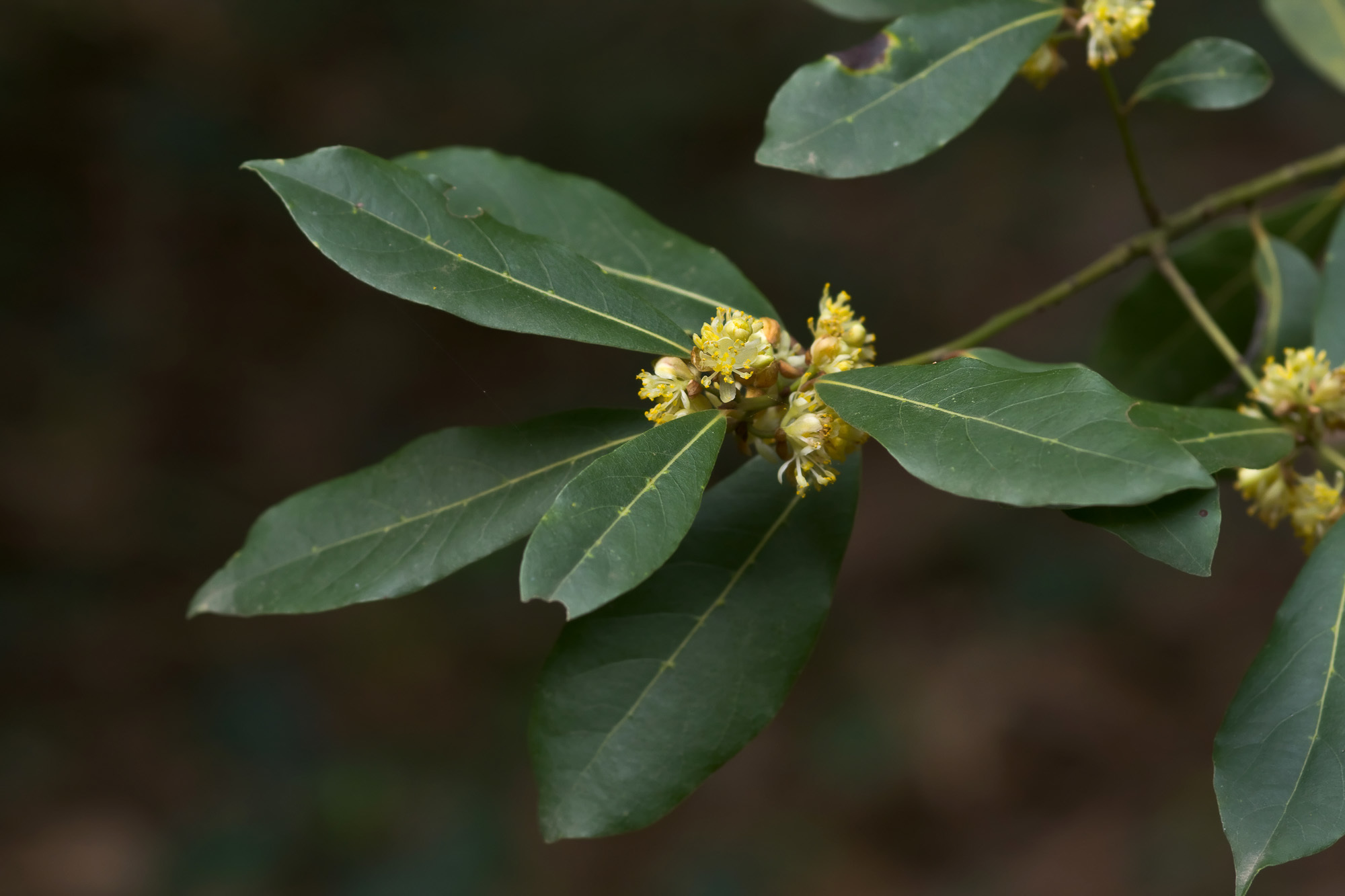 Laurus nobilis - Wikipedia