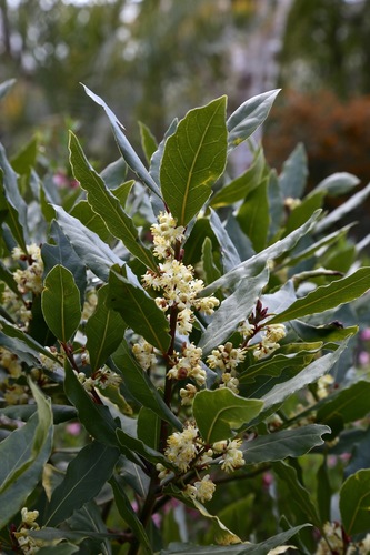 Laurus nobilis