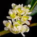 Bay Laurel - Photo (c) James Gaither, some rights reserved (CC BY-NC-ND)