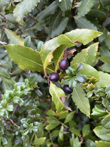 Laurus nobilis
