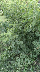 Acer negundo