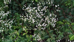 Erigeron annuus