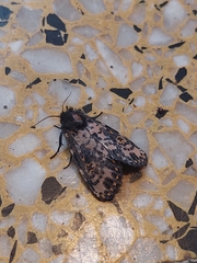 Xanthopastis timais