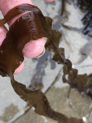 Grateloupia doryphora