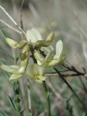 Astragalus filipes