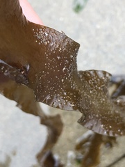 Grateloupia doryphora