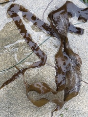 Grateloupia doryphora