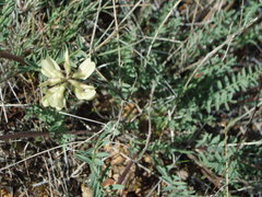 Astragalus filipes