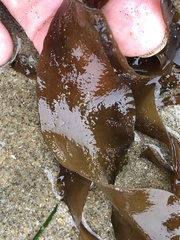 Grateloupia doryphora