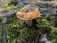 Cortinarius trivialis