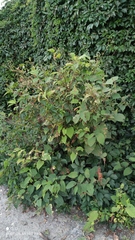 Reynoutria × bohemica