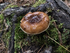 Cortinarius trivialis