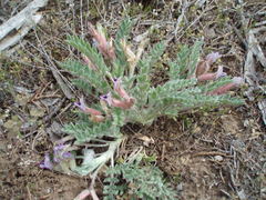 Astragalus purshii