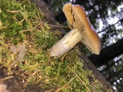 Cortinarius trivialis