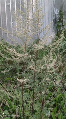 Artemisia vulgaris