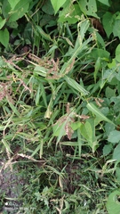 Echinochloa crus-galli