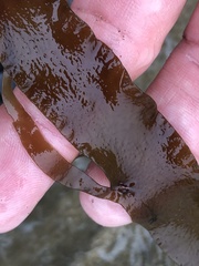 Grateloupia doryphora