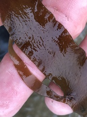 Grateloupia doryphora