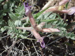 Astragalus purshii