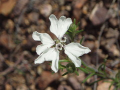 Blepharipappus scaber