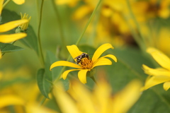 Triepeolus remigatus