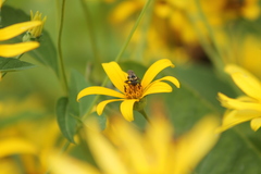 Triepeolus remigatus